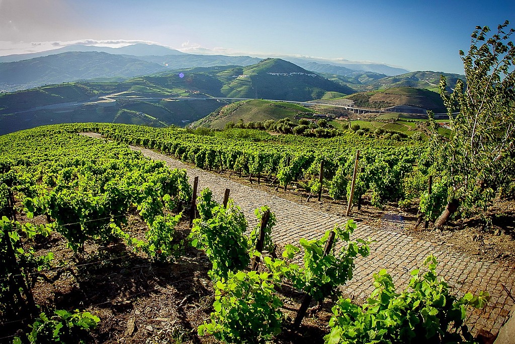 The exuberant Douro Harvest