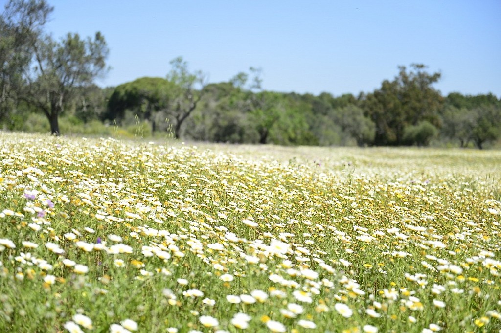 Go green on your next travel to Portugal