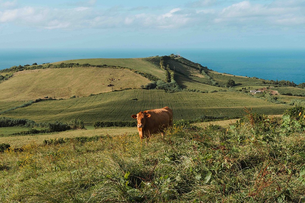 5 Unique Experiences in the Azores, Portugal