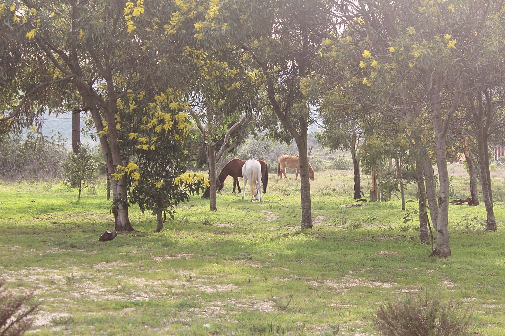 Herdade Monte do Sol