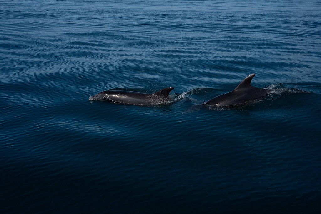 5 Unique Experiences in the Azores, Portugal