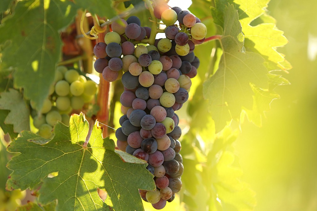 The Best Wine Hotels & Wine Experiences in Portugal