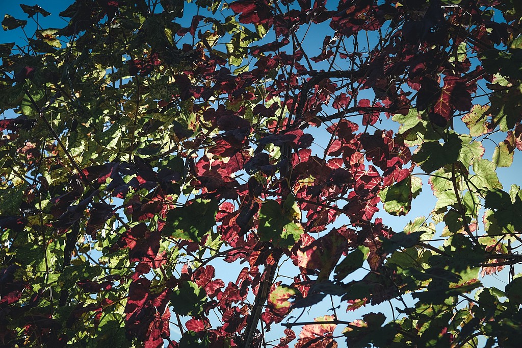 (my) Autumn Trip By The (charming) Douro Valley - Day 1 & 2