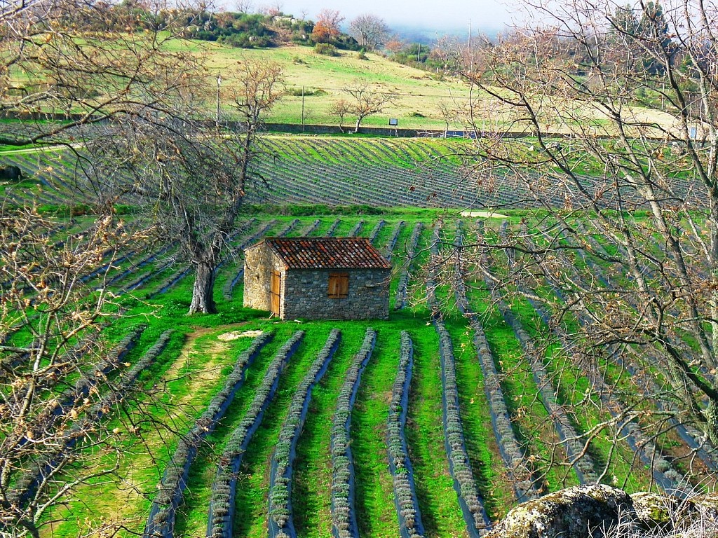 Quinta das Lavandas