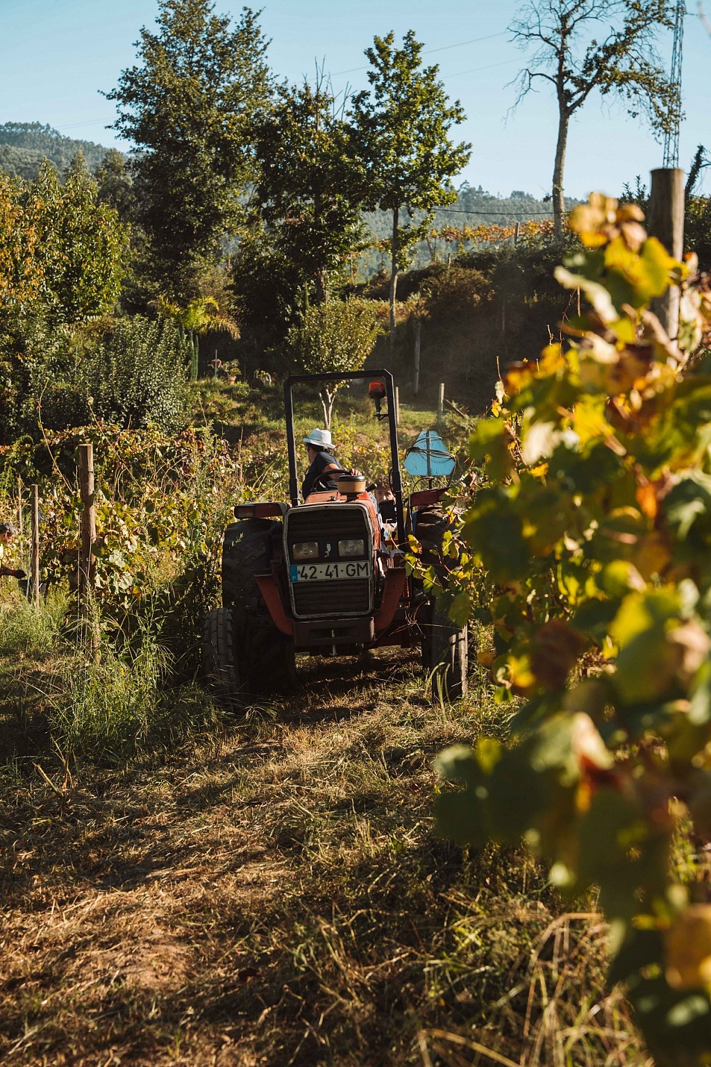 Where to Stay in the Douro Valley During Harvest Season