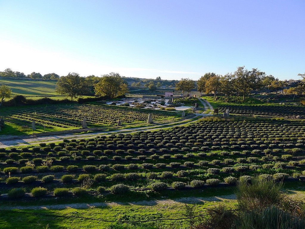 Quinta das Lavandas