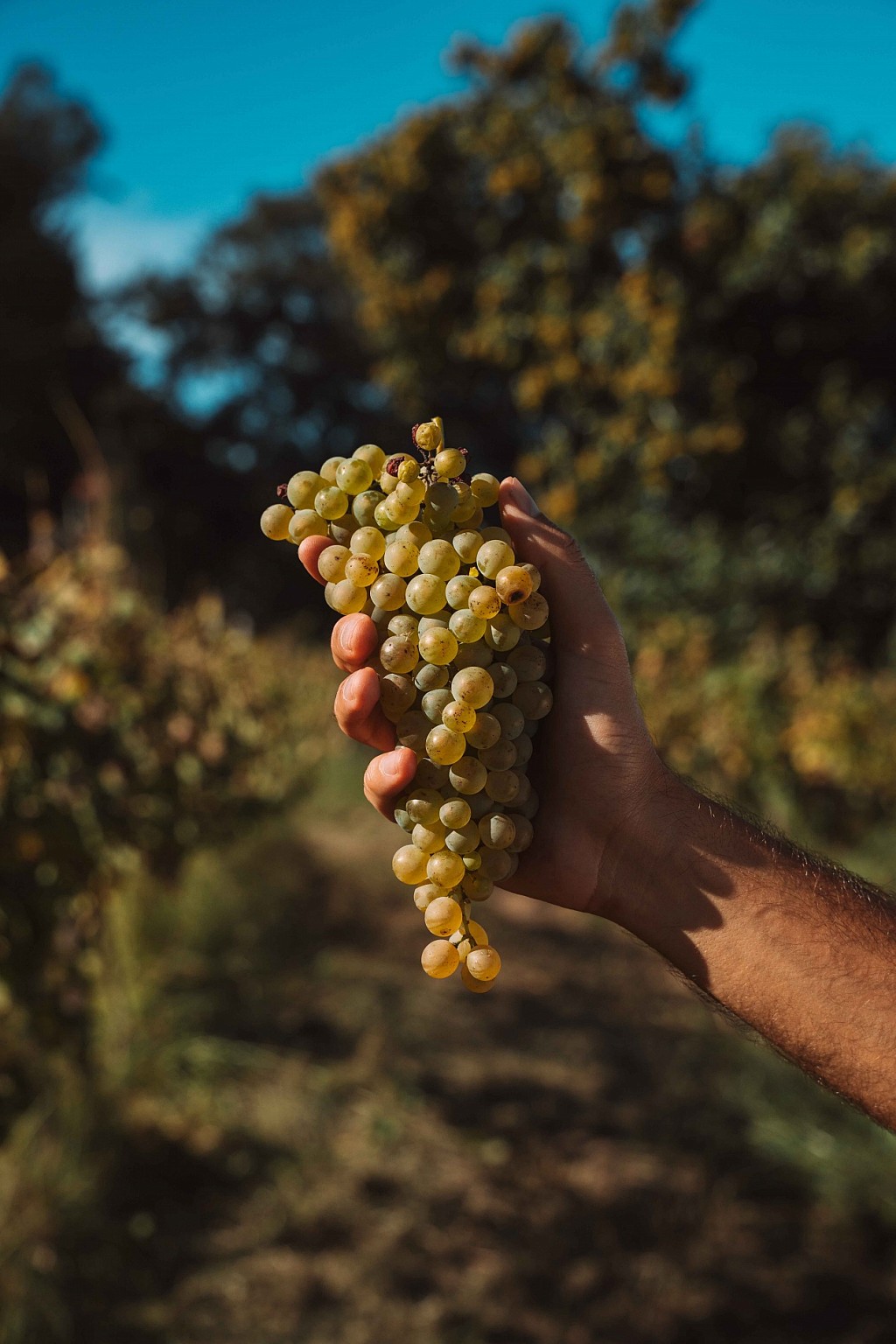 Where to Stay in the Douro Valley During Harvest Season