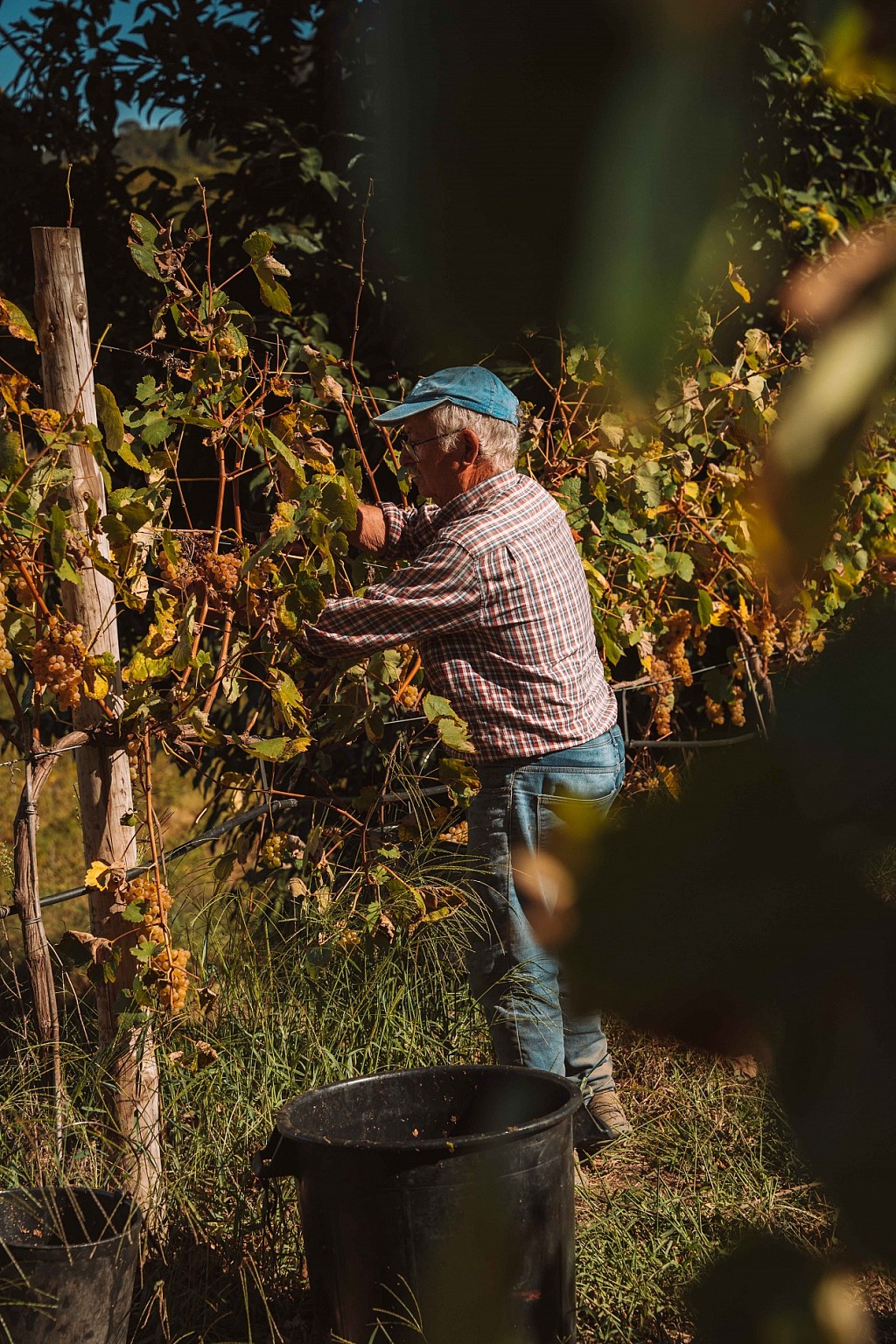 Where to Stay in the Douro Valley During Harvest Season
