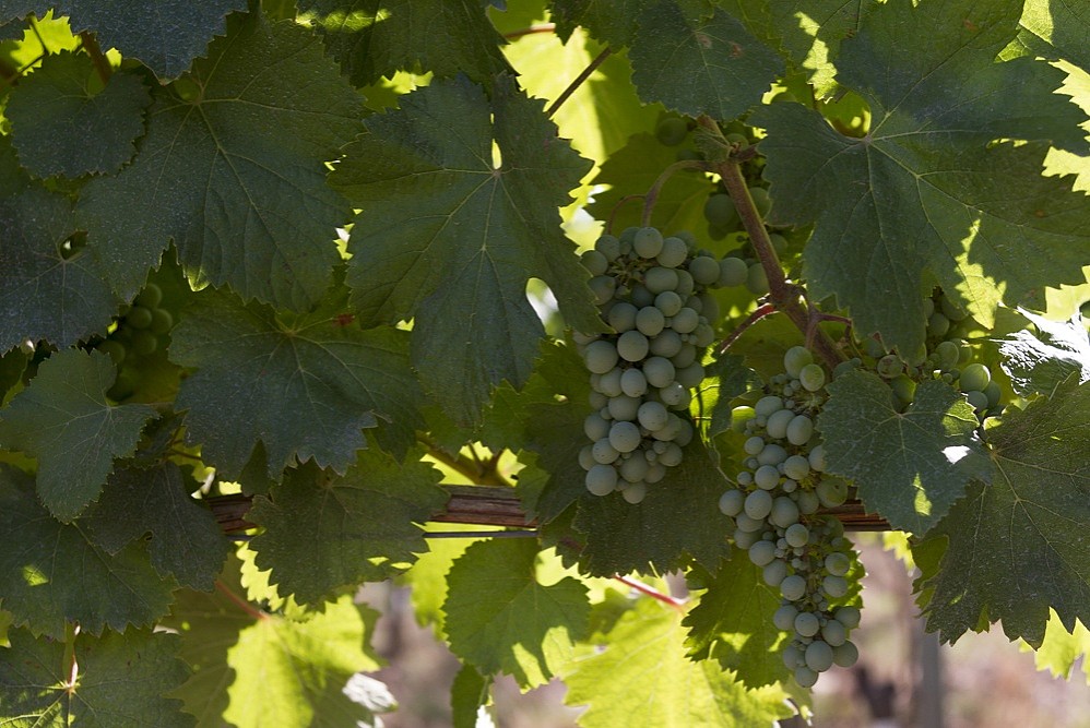 The nature of the Douro Valley