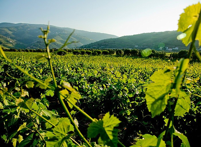 Best Wine Hotels at the Harvest Season in Portugal