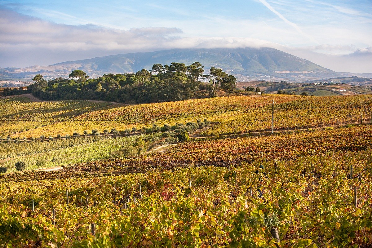 Taste the Portuguese Wines