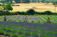 Quinta das Lavandas