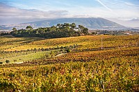 Lisbon Family Vineyards Wine Experience