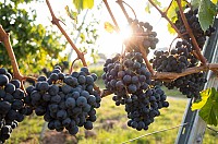 Tour de Natureza e Vinhos - Porto e Norte