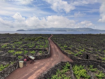 Lava Homes