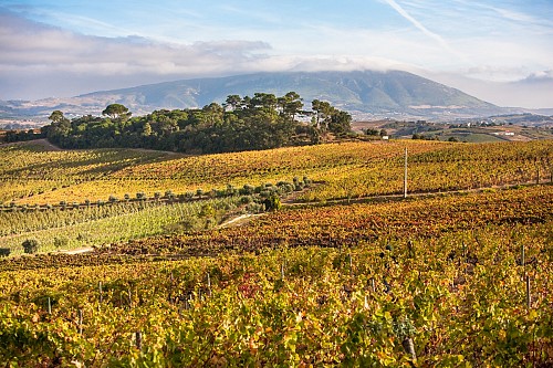 Lisbon Family Vineyards Wine Experience