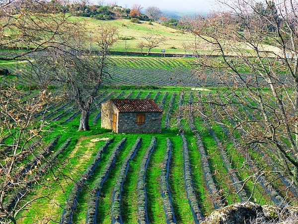 Food & Wine Tour in Alentejo Wine Land