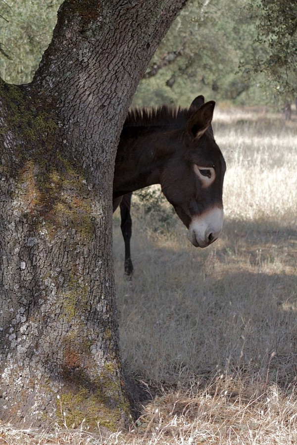 The wonders of the inland Alentejo Bike Tour