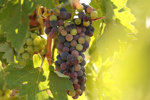 Food & Wine Tour in Alentejo Wine Land