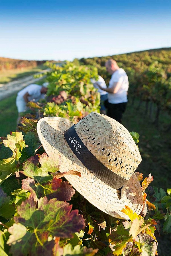 Lisbon Family Vineyards Wine Experience
