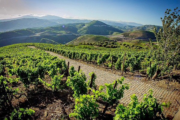 Food and Wine Tour no Norte e Douro