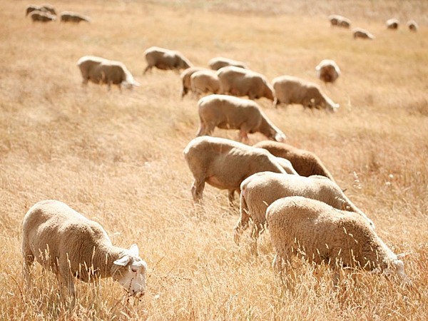 A love affair in Alentejo