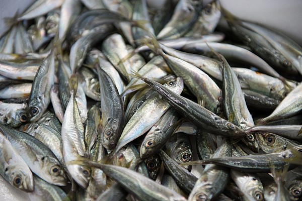 Foodie Lisbon - Programa de um dia