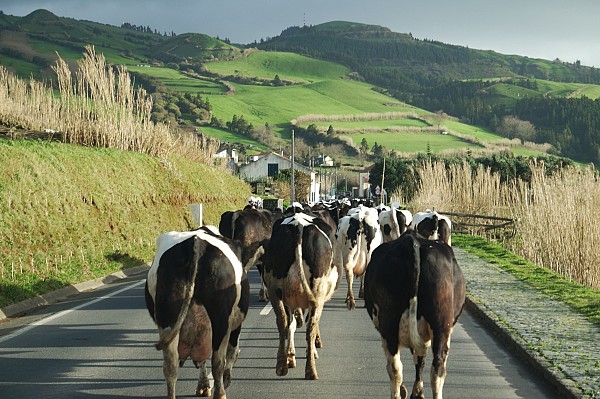 Açores - Tour de natureza e gastronomia