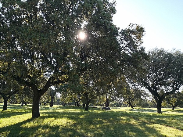 Workshop de Cortiça & Escapadinha de Enoturismo no Alentejo