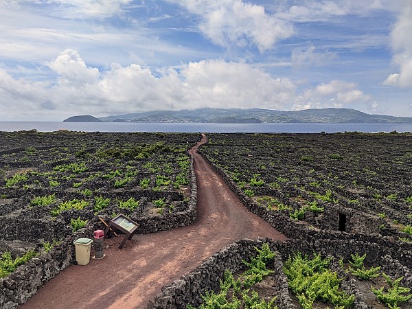 Vinhos, Vulcões e Baleias - O triângulo dos Açores