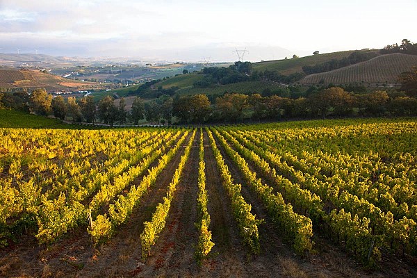 Lisbon Family Vineyards Wine Experience