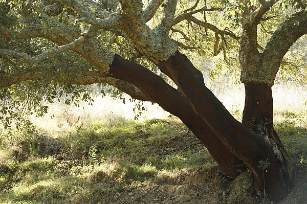 Estradas mais bonitas no Alentejo
