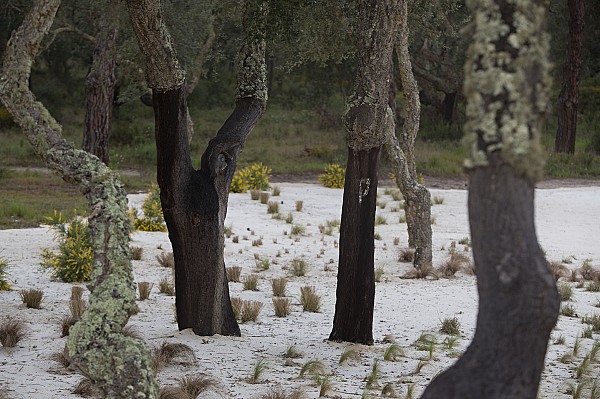Estradas mais bonitas no Alentejo