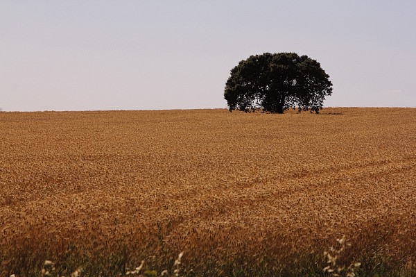 Interior & Unique Alentejo