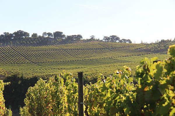 Lisbon Family Vineyards Wine Experience